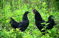 鸡  黑鸡   重庆  林下黑鸡 3斤以上