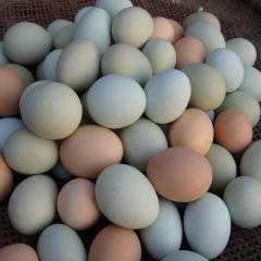 土鸡蛋农家散养新鲜正宗土鸡蛋原生态满20个包邮