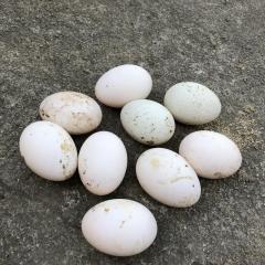 湖南原生态农家生鸡蛋高营养坐月子土鸡蛋乡下新鲜散养鸡蛋20枚