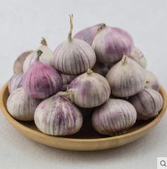 2017年新鲜紫皮独头大蒜子 精选湖南农家自种红皮干蒜  2斤包邮
