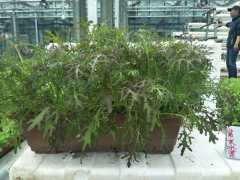 紫色水菜(盆栽疏菜)