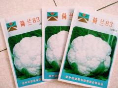 荷兰83花椰菜   白菜花种子 白花菜 华耐玉如意 夏秋种  包邮