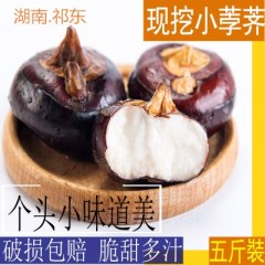 正宗湖南祁东马蹄荸荠地栗乌芋农家自种5斤包邮
