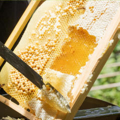 农家野生蜂蜜 纯天然湖南自产家养土蜂蜜500g瓶装特产包邮