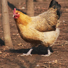湖南土鸡 农家散养 野生活体现杀新鲜柴鸡肉下蛋草鸡老母鸡