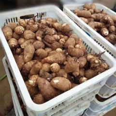 湖南特产 槟榔芋农家自产自种纯天然无公害香芋头五斤 包邮