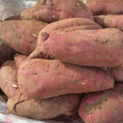 新鲜红薯湖南衡山红薯地瓜板栗红薯小香薯新鲜地瓜红蜜薯10斤包邮