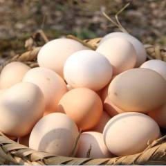 湖南特产土鸡蛋农家散养新鲜农村自养纯天然初生鸡蛋现发30个包邮