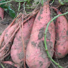 现挖红薯新鲜农家自种8斤湖南衡山粉糯香甜地瓜红苕包邮