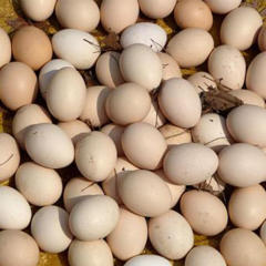 湖南衡山农家土鸡蛋散养新鲜纯 田园土鸡蛋自家散养 30枚