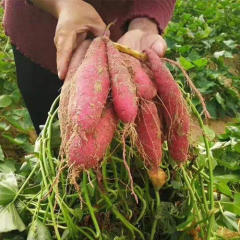 衡山板栗小红薯五斤 湖南新鲜红薯农家自种番薯白心红皮地瓜香粉
