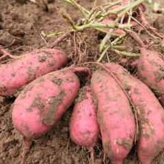 湖南地瓜农家自种糖心甜脆密薯新鲜红薯生吃番薯5斤