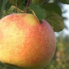 当季新鲜水果红富士苹果冰糖心10斤脆甜农家苹果丑苹果整箱包邮