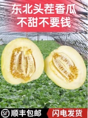 东北香瓜甜瓜 白糖罐蜜瓜 当季应季水果包邮 小甜瓜整箱 新鲜水果（5斤） 普快包邮（坏果包赔）