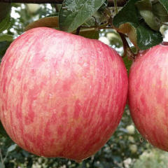 新鲜苹果水果应季红富士苹果批发一整箱平果5斤包邮
