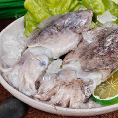 东海墨鱼1000g 宁波舟山海鲜特产墨鱼新鲜目鱼乌贼生鲜水产品