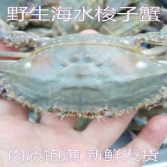 海水梭子蟹鲜活海鲜白蟹海蟹肉肥大公蟹母蟹螃蟹