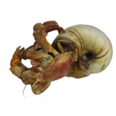 大连海鲜特产鲜活虾怪活体食用短腕海水小螃蟹椰子蟹大寄居蟹