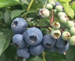 丹东蓝莓鲜果特级大果现摘当季新鲜宝宝辅食孕妇水果正宗山地批发 二盒装（125克）小果12mm-14mm
