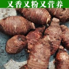 槟榔芋1500g 芋头 湖南祁东特产 绿色生态食品 农家有机肥料种植
