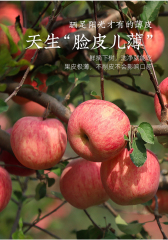 红富士苹果水果新鲜10现摘脆甜