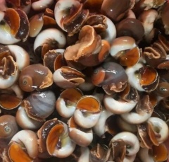 丹东东港野生香螺活冻猫眼螺扁玉螺沙螺海鲜水产贝类海螺章鱼包邮 二斤一斤20个左右