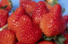 丹东东港草莓2斤40g大草莓整箱红颜奶油水果 2斤特大果