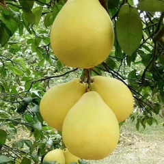 湖南永州特产江永香柚新鲜水果柚子送礼约3斤/个 20斤