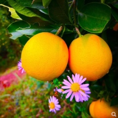 江永冰糖橙孕妇水果伦晚脐橙应季新鲜水果手剥橙子榨汁甜橙包邮9斤60mm左右