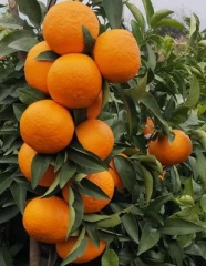 湖南永州江永新鲜沃柑夏橙橘子桔子5斤65mm左右