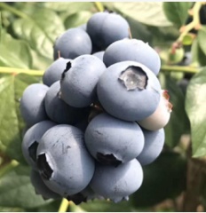 丹东蓝莓鲜果现摘当季新鲜高山宝宝蓝莓辅食孕妇大果包邮蓝莓新鲜 半斤