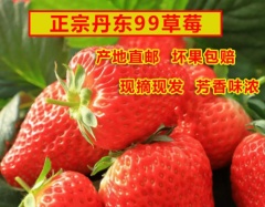 丹东东港99草莓现摘应季孕妇烘焙批发久久草莓红颜吃货牛奶草莓 2斤中果