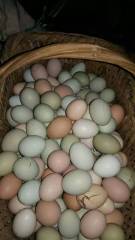 农家土鸡蛋30枚包邮。