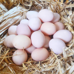 土鸡蛋 农家散养新鲜湖南特产正宗鲜土鸡蛋 生鸡蛋30枚包邮