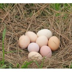 农家土鸡蛋土鸭蛋散养土鸡生蛋正宗农家有机土鸡蛋