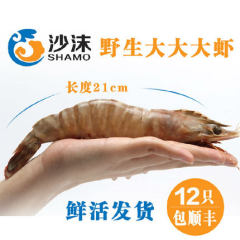 沙沫斑节虾 100克/只对虾海鲜鲜活九节虾竹节虾 新鲜虎虾海虾