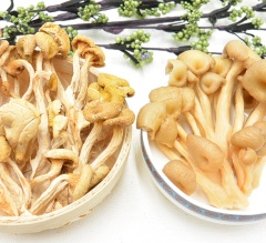 金顶侧耳长白山榆黄蘑菌菇250g产地直发包邮特产干货林下黄金蘑菇