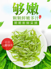 绿茶2018新茶叶毛尖茶日照高山散装袋装云雾茶浓香型共500g