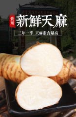 买1送1 新鲜天麻深山现挖仿野生非特级中药材500g贵州特产鲜天麻