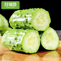 山东旱黄瓜水果小黄瓜5斤 新鲜孕妇蔬菜生吃荷兰青瓜当季特产包邮