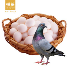 浙江现货恒沃鸽子蛋30枚包顺丰新鲜农家信鸽蛋白鸽土特产精装礼品