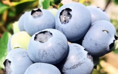 丹东新鲜大甜蓝莓鲜果500g新鲜当季水果孕妇宝宝辅食 2盒精选大果(15~18mm)半斤