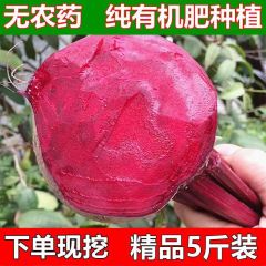 【补血菜】甜菜根新鲜甜菜头紫菜头红甜菜根红心萝卜蔬菜红根菜头 5斤装热卖