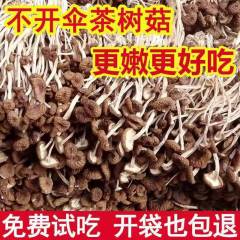 不开伞茶树菇香菇批发农家特产干货优质无硫2021年新货多规格 500g未开伞茶树菇（家庭煲汤必备）