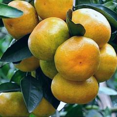 橘子水果新鲜包邮10斤桔子新鲜薄皮湖南柑橘 蜜桔当季蜜橘甜