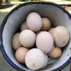 湖南农家正宗散养土鸡蛋新鲜笨鸡蛋乡下月子蛋30枚草鸡蛋柴鸡蛋