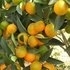 （祁东友江村）柑橘农家果园自采自摘每10公斤60元起邮包到你家