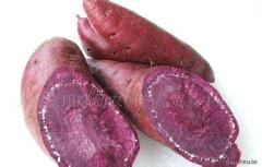 （祁东友江村）紫心红薯农家传统农产品自产自销每公斤6.0元包邮到家