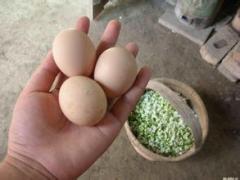 (祁东友江村)农家土鸡蛋农家放养山间觅食树下捡到的新鲜土鸡蛋每30个起邮每个1.5元包邮送到你家
