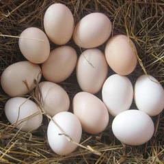 湖南农家散养新鲜土鸡蛋 孕妇月子宝宝30个装
